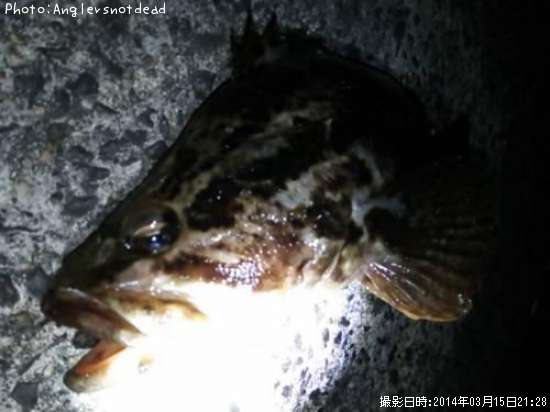 �٥å�������