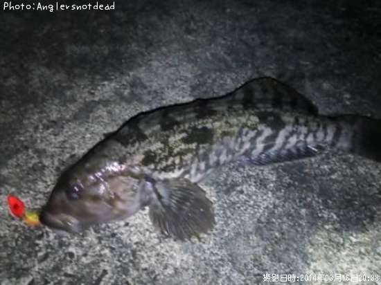 �����ʥ�