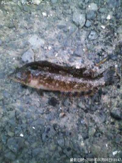 �����ʥ�