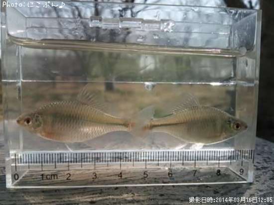 �����ꥯ�Х饿�ʥ�