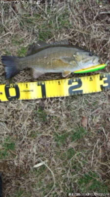 ���⡼��ޥ����Х�