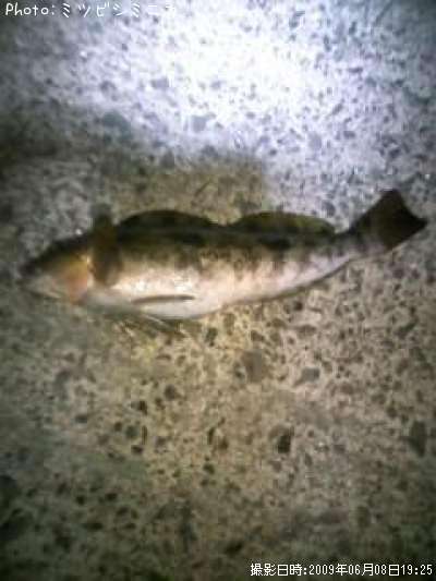 �����ʥ�