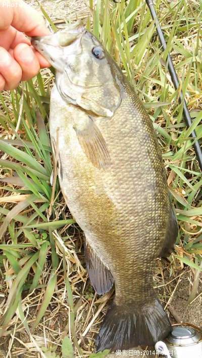 ���⡼��ޥ����Х�