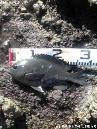 �����᥸��