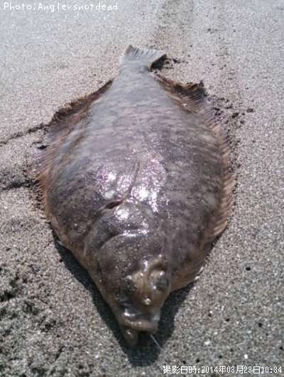 �ޥ����쥤