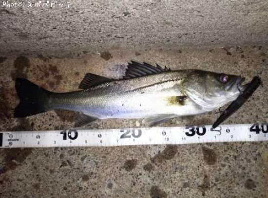 �����Х�