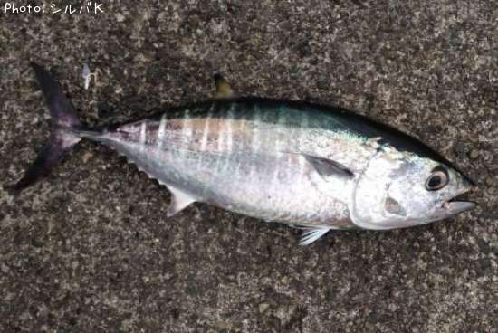 �᥸�ʥۥ�ޥ�����