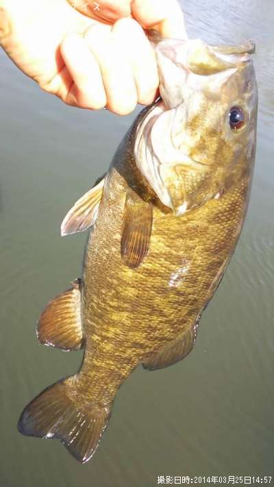 ���⡼��ޥ����Х�