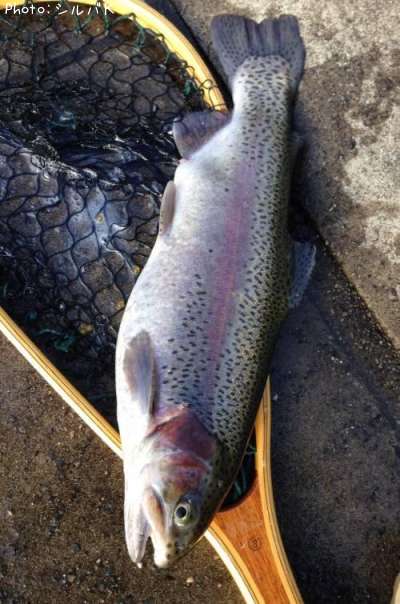 �쥤��ܡ��ȥ饦��