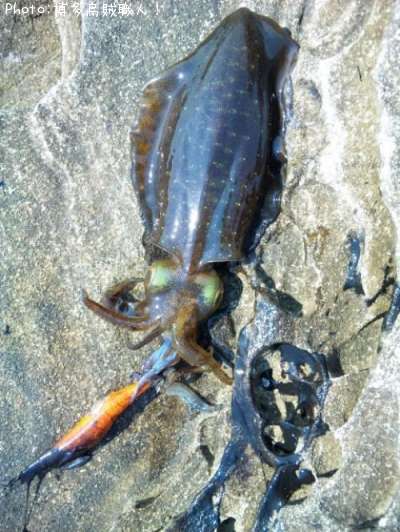 �����ꥤ��