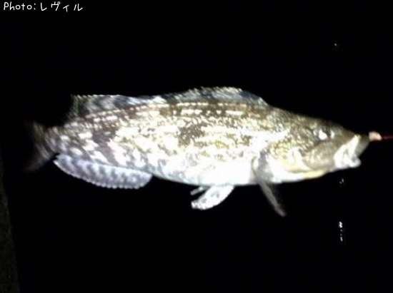 �����ʥ�