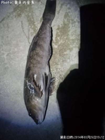 �����ʥ�