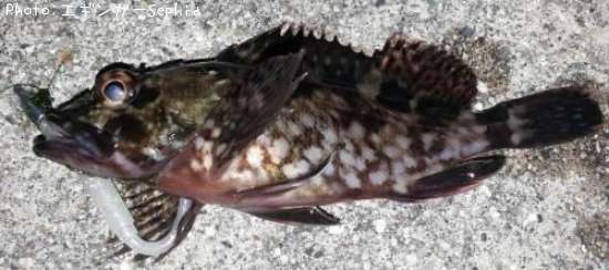 ���������ʥ������