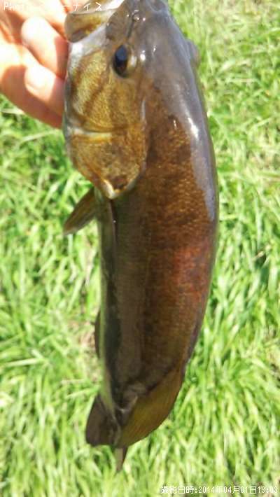 ���⡼��ޥ����Х�