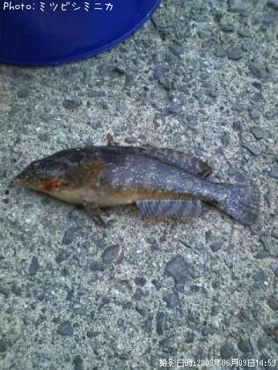 �����ʥ�