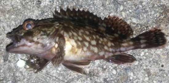 ���������ʥ������