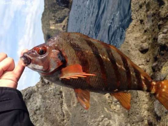 �����Υϥ���������