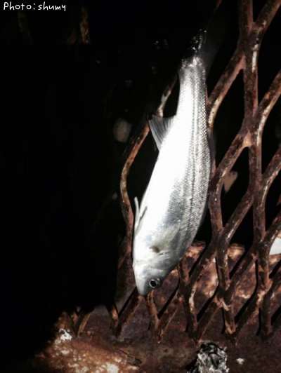 �����Х�