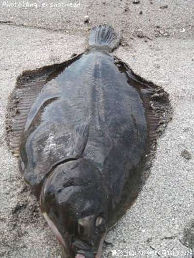 �ޥ����쥤