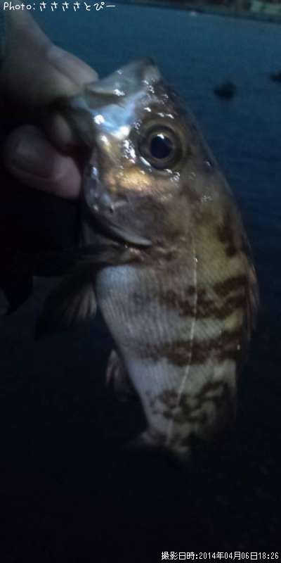 ���ꥢ��Х�