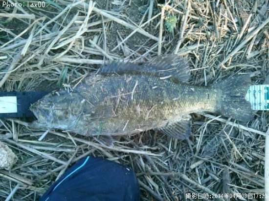 ���⡼��ޥ����Х�