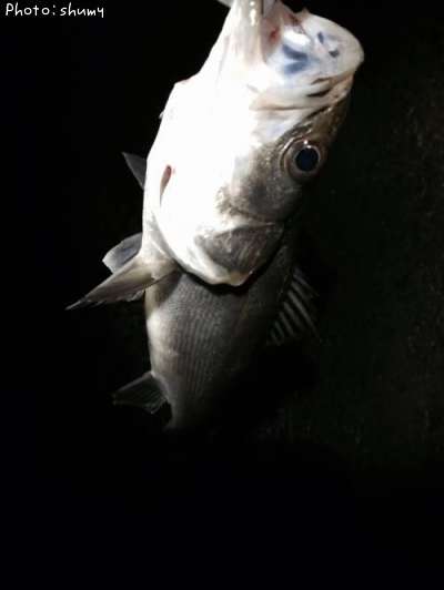 �����Х�