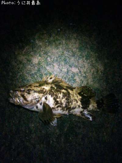 �٥å�������