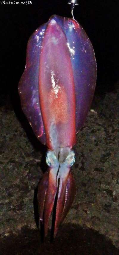 �����ꥤ��