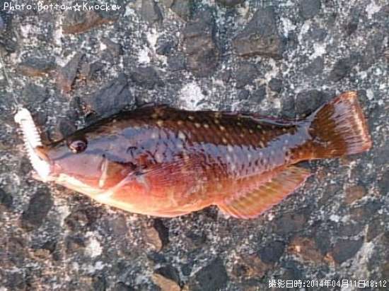 ���������Υϥ٥�