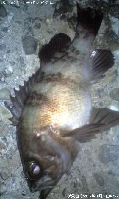 ��Х�����