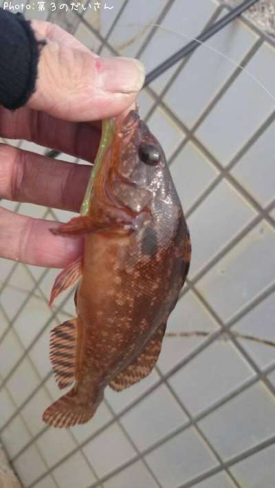 �����ʥ�