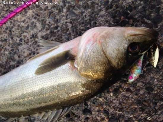 �����Х�