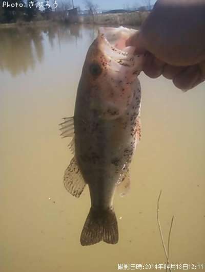 �֥�å��Х�