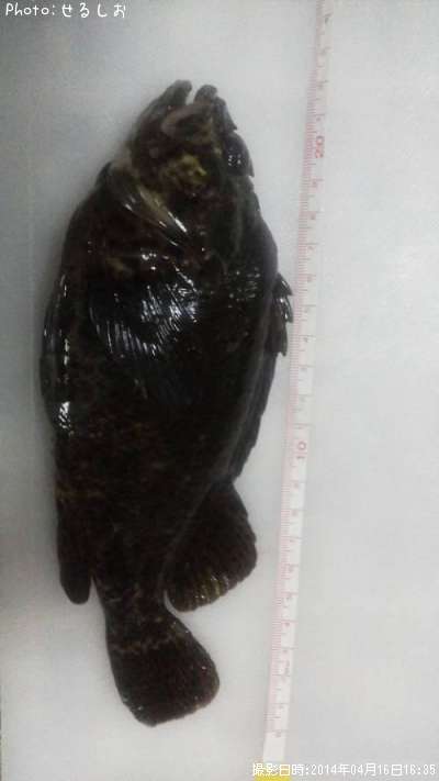 ����饽����