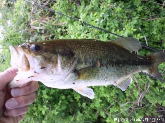 �֥�å��Х�