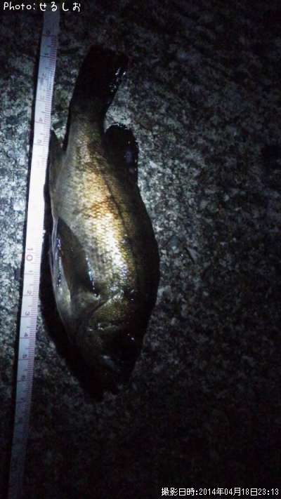 ����Х��