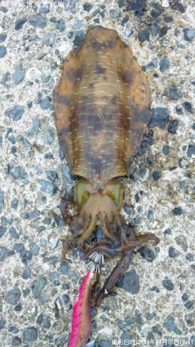 �����ꥤ��