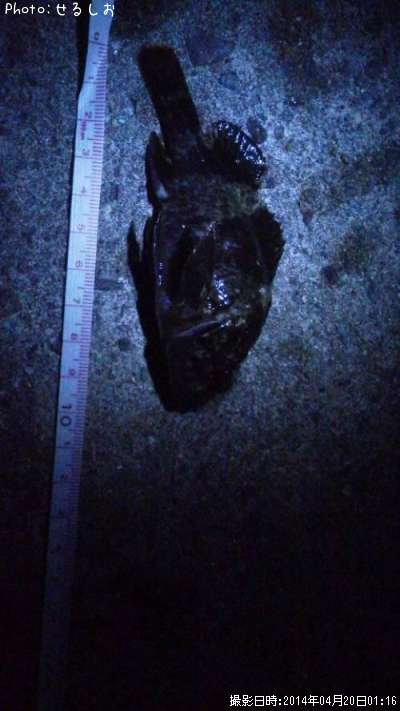 ����饽����