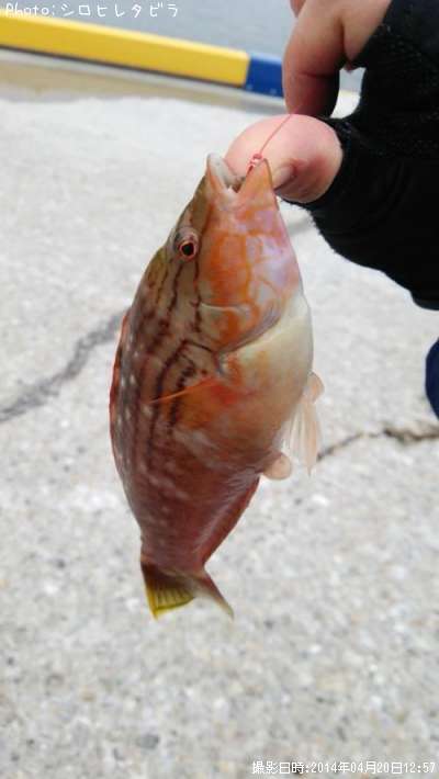 �ۥ������Υϥ٥�