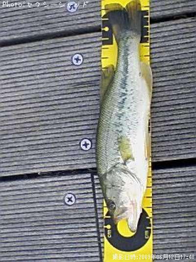 �֥�å��Х�