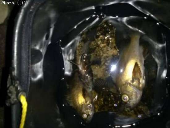 ��Х롢����