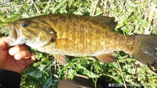 ���⡼��ޥ����Х�