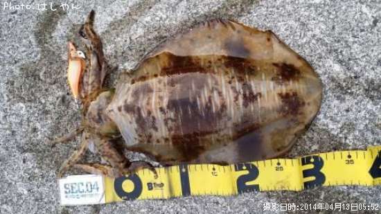 �����ꥤ��