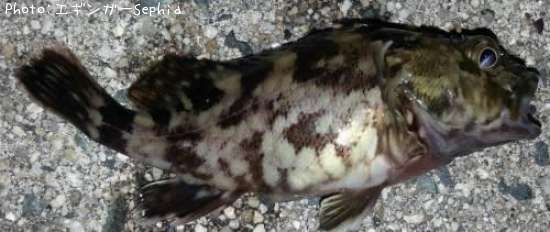 ���������ʥ������