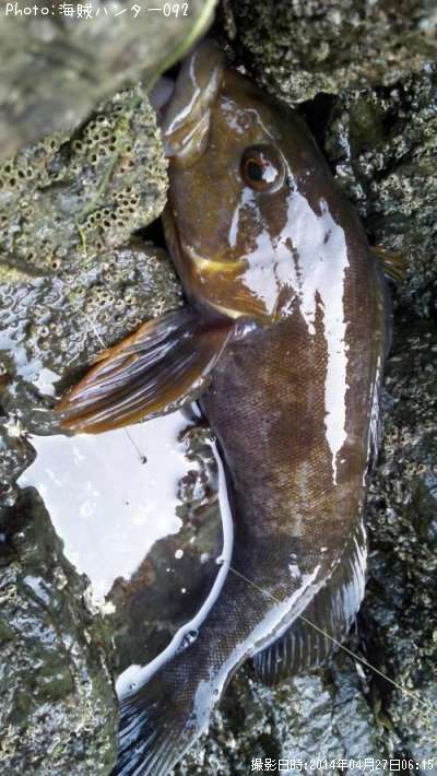 �����ʥ�