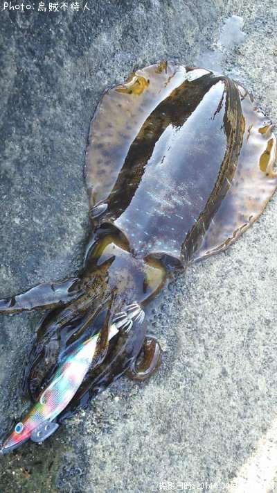 �����ꥤ��