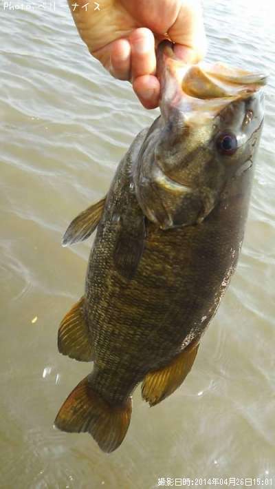 ���⡼��ޥ����Х�