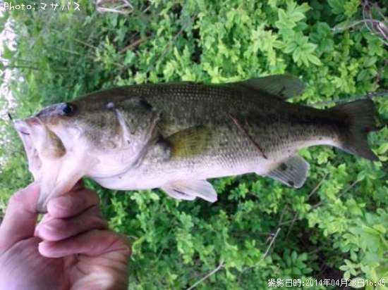 �֥�å��Х�