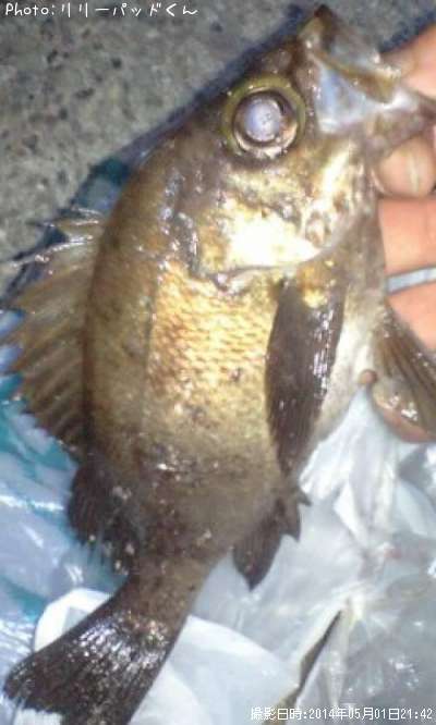 ��Х�����