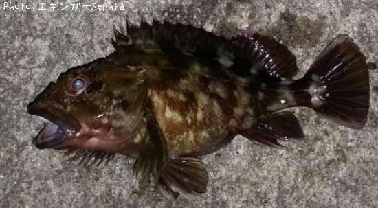 ���������ʥ������